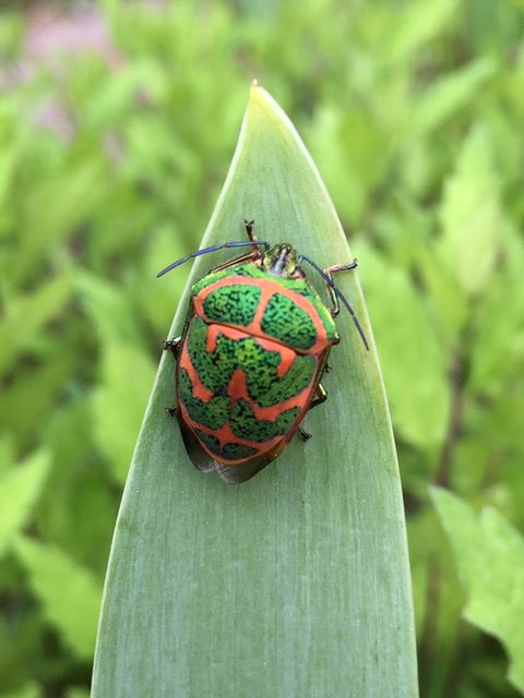 アカスジキンカメムシ