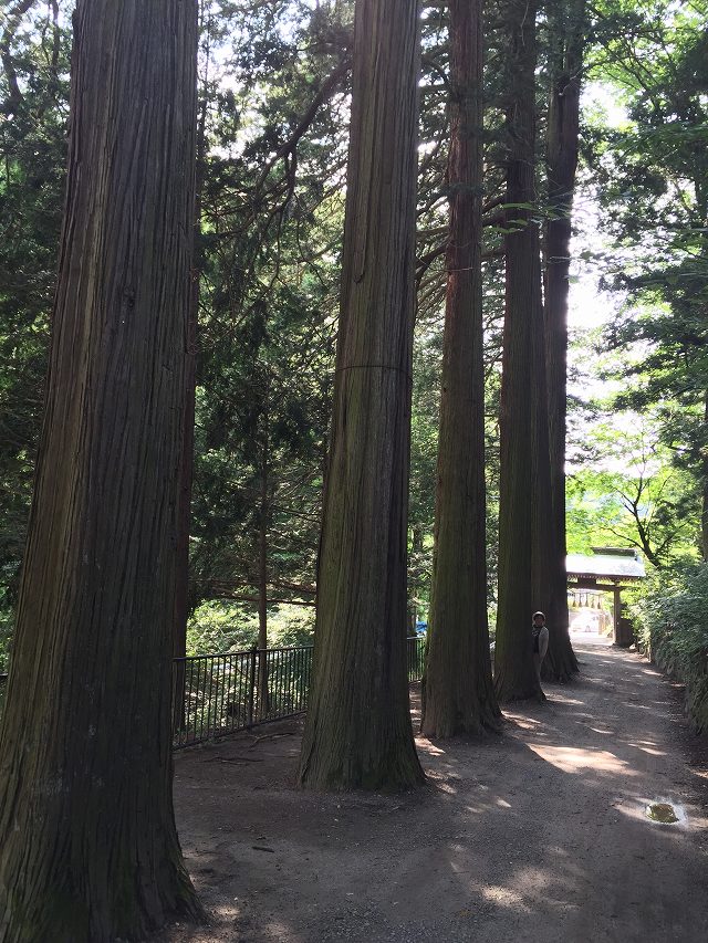 サワラ並木 サワラ並木