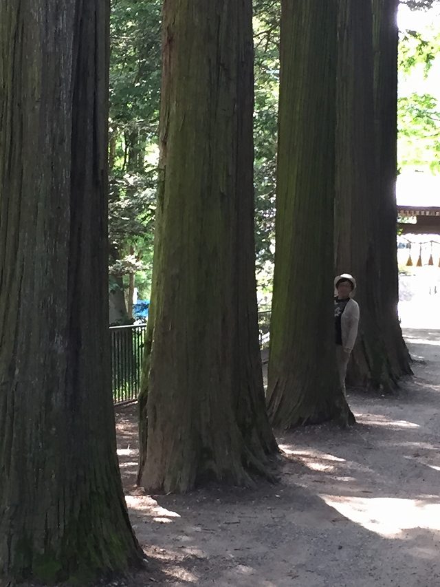 サワラ並木 サワラ並木