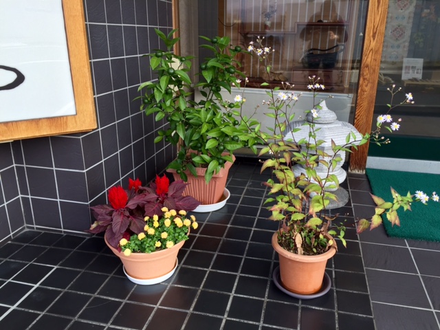 店頭の鉢植え