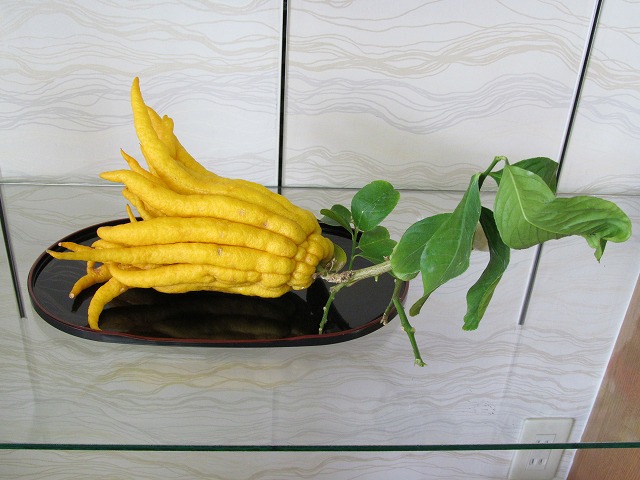 仏手柑(ぶっしゅかん) 仏手柑(ぶっしゅかん)