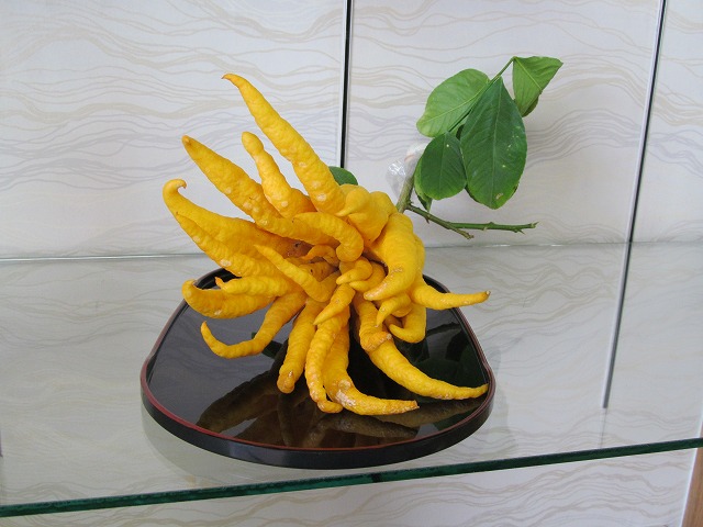 仏手柑(ぶっしゅかん) 仏手柑(ぶっしゅかん)