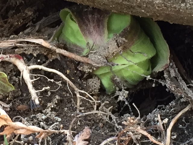 春の訪れ 春の訪れ