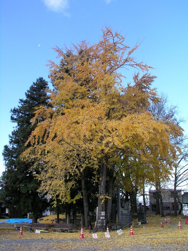 ２０１４年　高島城公園　紅葉