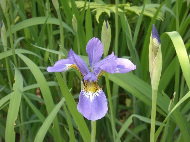 ヒオウギアヤメ（檜扇菖蒲）画像の説明