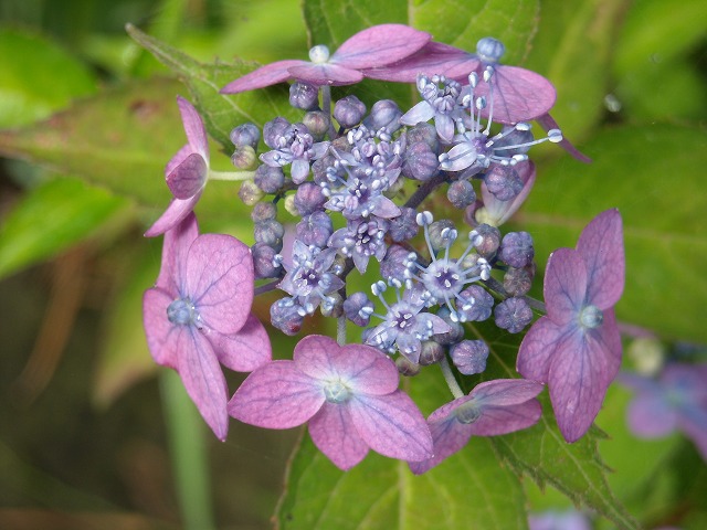 両性花 - ブルーや紫など色とりどりのヤマアジサイ 両性花 - ブルーや紫など色とりどりのヤマアジサイ