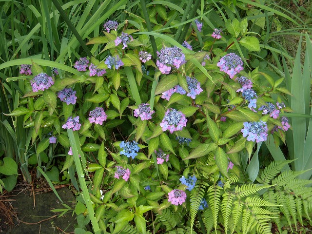 ブルーや紫など色とりどりのヤマアジサイの株 ブルーや紫など色とりどりのヤマアジサイの株