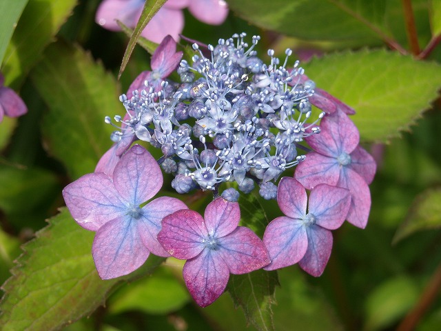 両性花 - ブルーや紫など色とりどりのヤマアジサイ 両性花 - ブルーや紫など色とりどりのヤマアジサイ