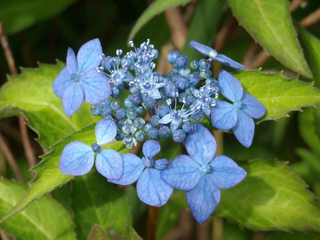 両性花 - ブルーや紫など色とりどりのヤマアジサイ 両性花 - ブルーや紫など色とりどりのヤマアジサイ