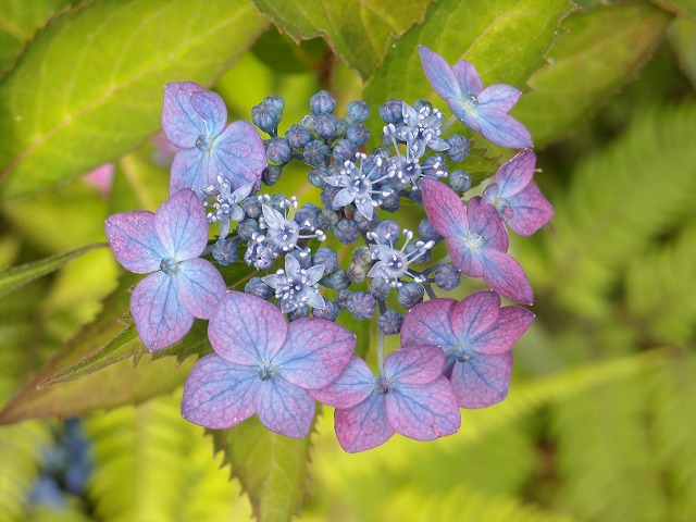 両性花 - ブルーや紫など色とりどりのヤマアジサイ 両性花 - ブルーや紫など色とりどりのヤマアジサイ