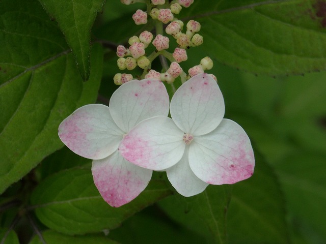満開 - 白色のヤマアジサイ 満開 - 白色のヤマアジサイ