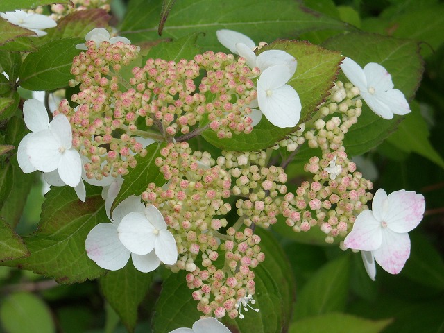 満開 - 白色のヤマアジサイ 満開 - 白色のヤマアジサイ