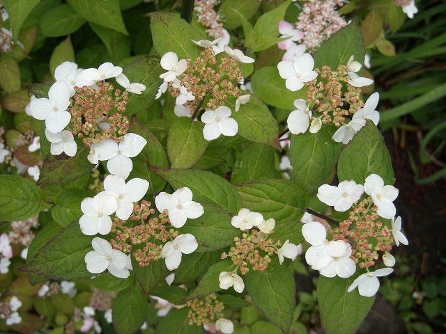 満開 - 白色のヤマアジサイ 満開 - 白色のヤマアジサイ