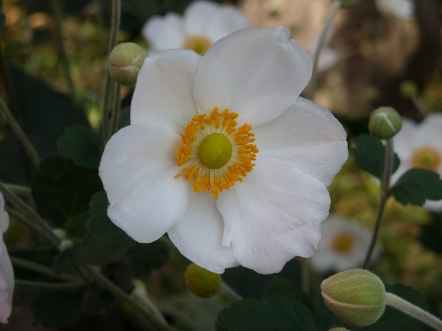 シュウメイギク(秋明菊) シュウメイギク(秋明菊)