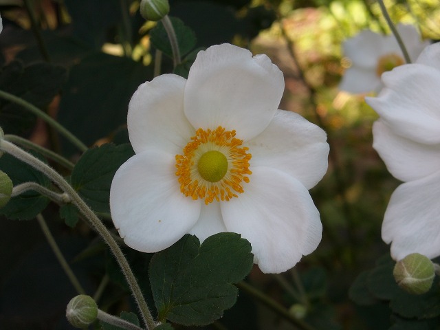シュウメイギク(秋明菊) シュウメイギク(秋明菊)