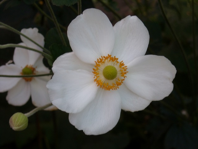 シュウメイギク(秋明菊) シュウメイギク(秋明菊)