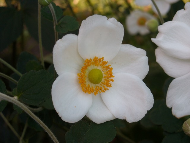 シュウメイギク(秋明菊) シュウメイギク(秋明菊)