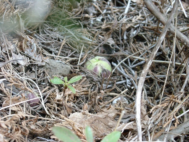 春の訪れーフキノトウ 春の訪れーフキノトウ