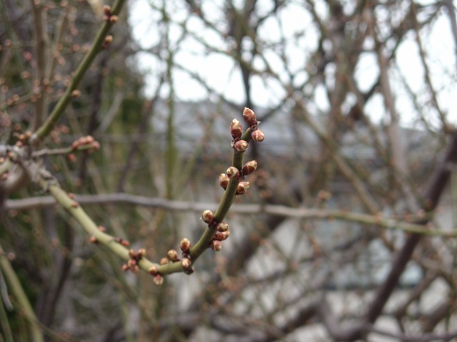 春の訪れー梅のつぼみ 春の訪れー梅のつぼみ