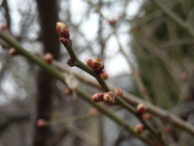 春の訪れー梅のつぼみ 春の訪れー梅のつぼみ