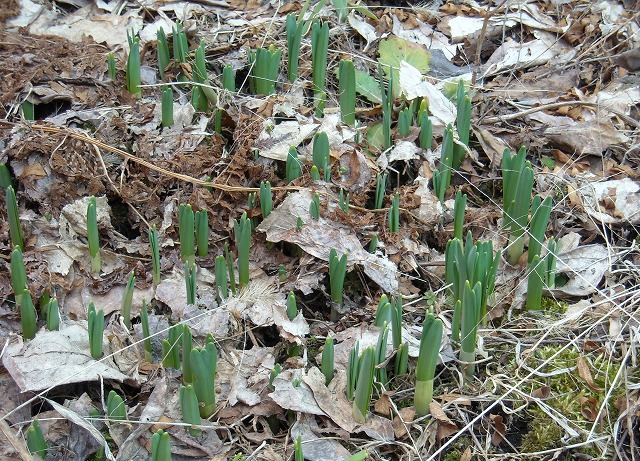 春の訪れー水仙 春の訪れー水仙