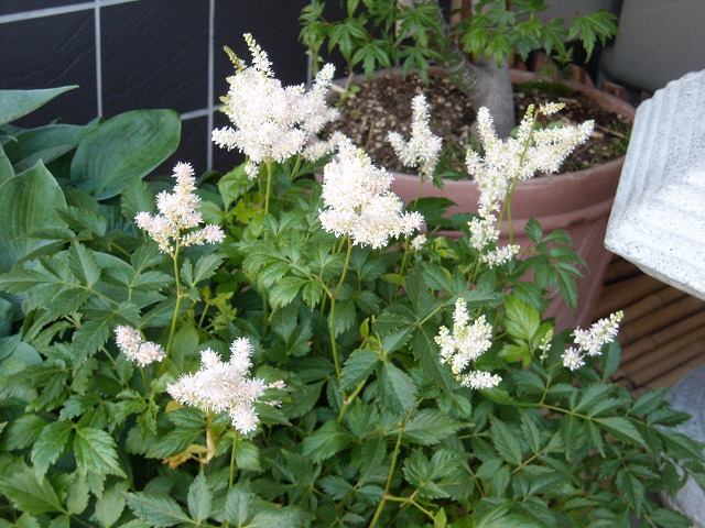 アスチルベの花 － 店頭の坪庭風