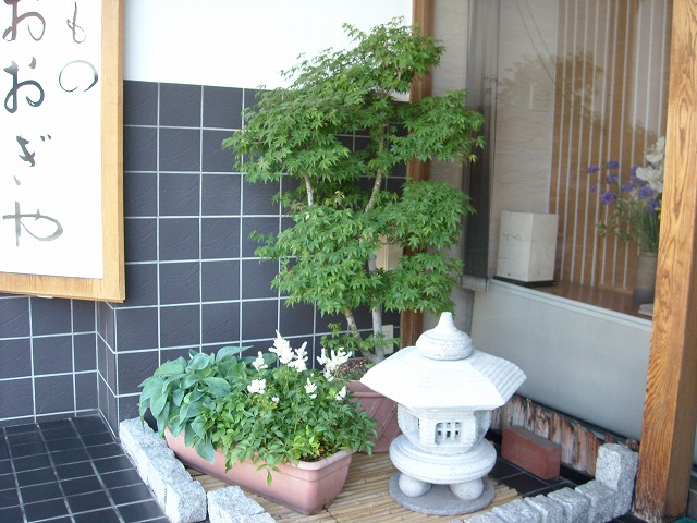 アスチルベの花 － 店頭の坪庭風