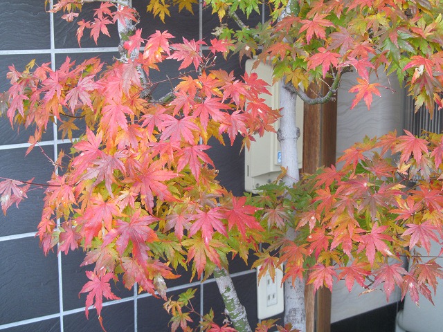 モミジの紅葉 モミジの紅葉