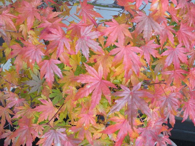 モミジの紅葉 モミジの紅葉