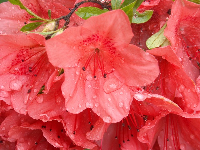 ツツジの花と水玉