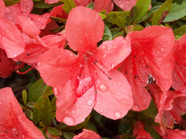 ツツジの花と水玉 ツツジの花と水玉