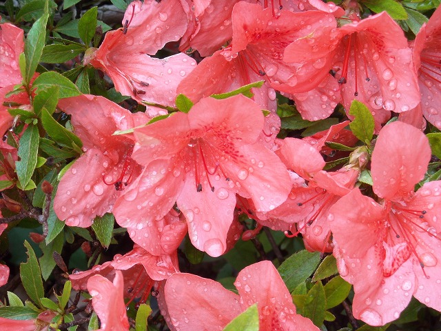 ツツジの花と水玉 ツツジの花と水玉