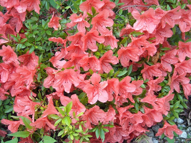 満開のツツジで 満開のツツジで