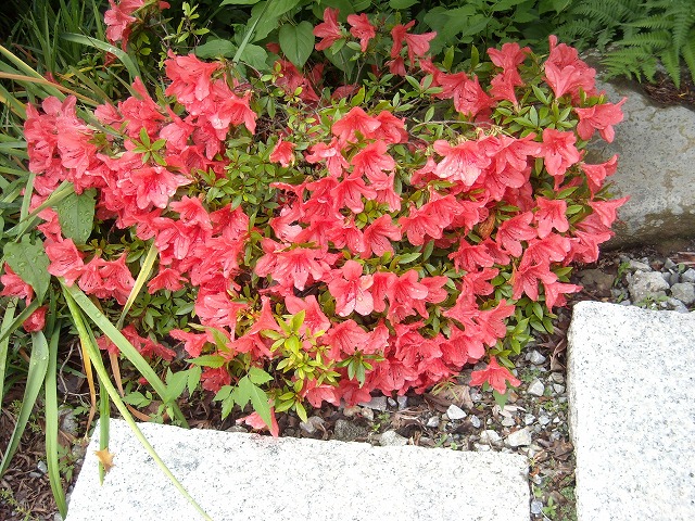 階段横に咲きました 階段横に咲きました